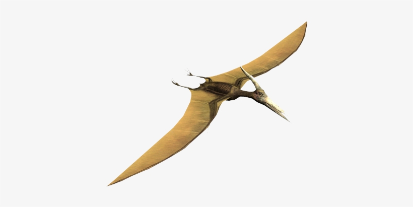 Clip Art Library Stock Events Creation Studies Institute - Common Pipistrelle, transparent png download