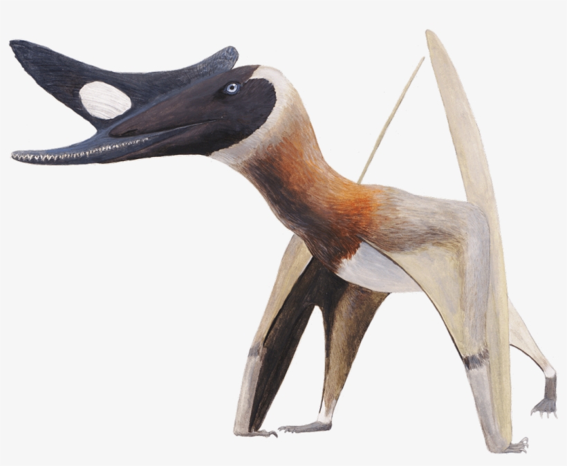 Pteros If You& - Pterosaur Crest, transparent png download