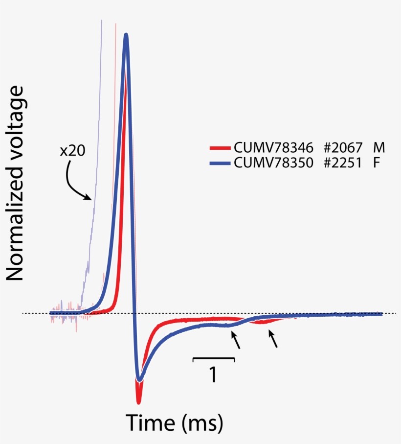 Electric Organ Discharge Waveform For Paramormyrops - Paramormyrops Hopkinsi, transparent png download