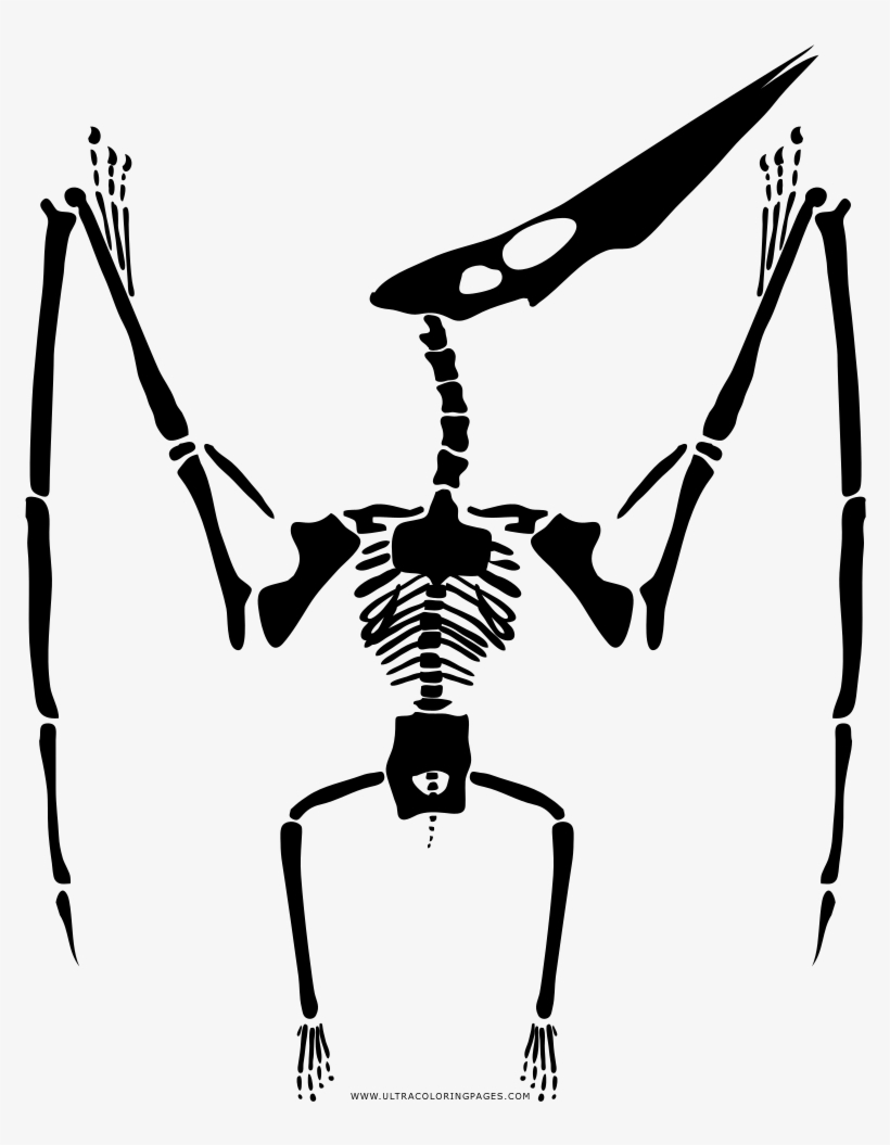 Clip Library Library Skeleton Coloring Page Ultra Pages - Como Desenhar O Esqueleto De Um Dinossauro, transparent png download