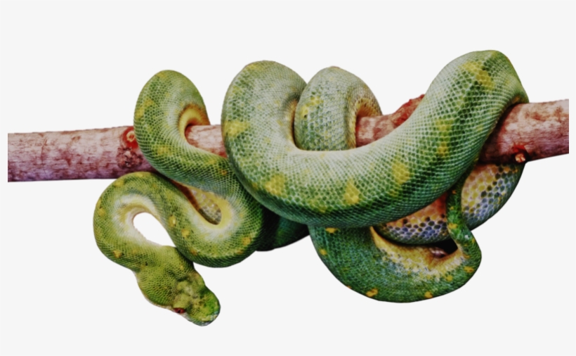 Serpent - Custom Characteristic Animal Popular 16x16 Inch One, transparent png download