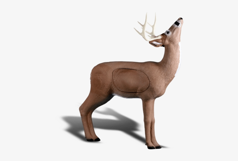 Browsing Buck - Rinehart Targets Rinehart Deer With Apple 3-d Foam, transparent png download