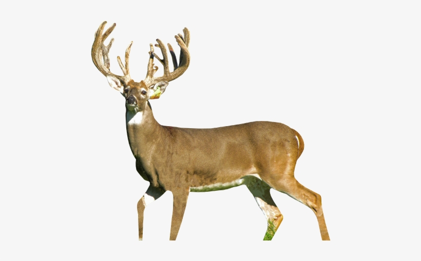 While We Enjoy Raising Deer, Our Real Purpose Is To - Elk, transparent png download