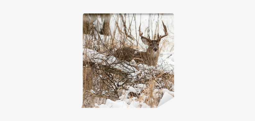 Photograph, transparent png download