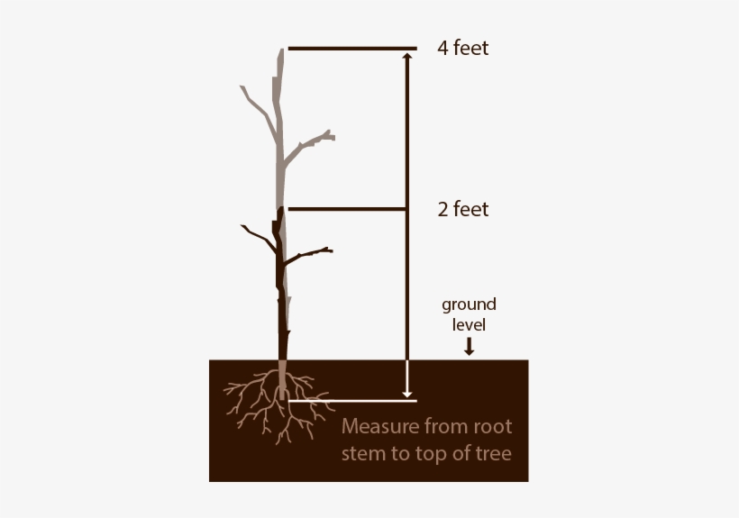 Measure Plant Trees - Portable Network Graphics, transparent png download