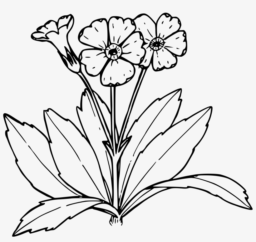 This Free Icons Png Design Of Nevada Primrose, transparent png download