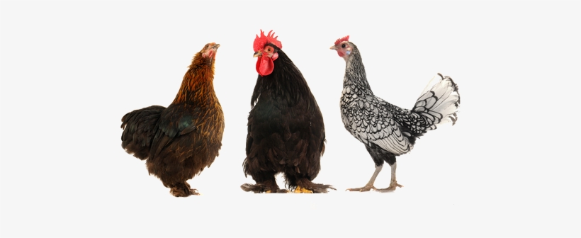 Posted - Lots Of Chickens Png, transparent png download
