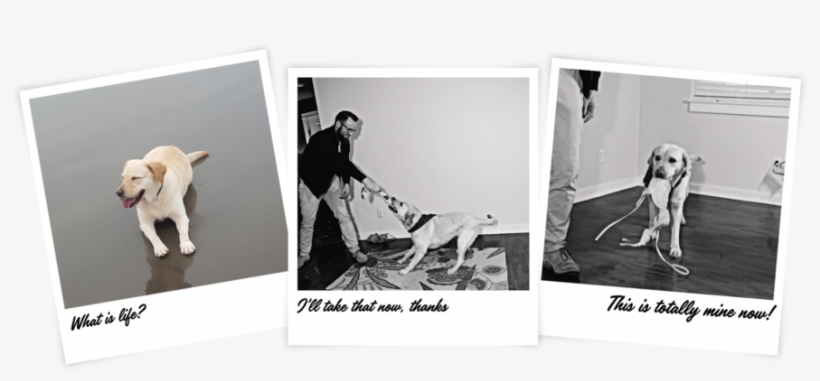 Bella - Whippet, transparent png download