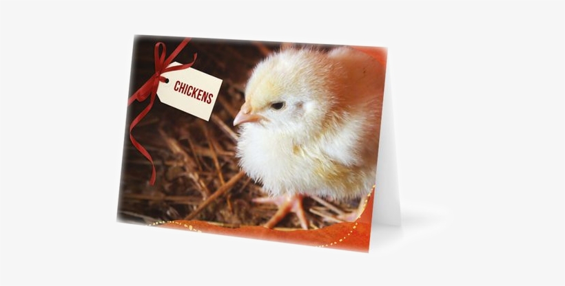 Chicken, transparent png download