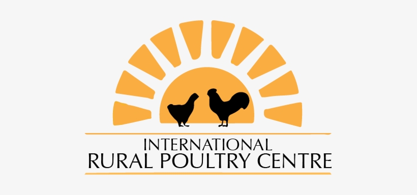 The International Rural Poultry Centre - Rooster, transparent png download