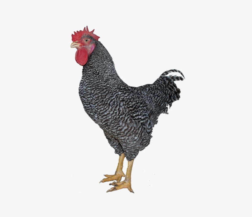 T88 Coloured Rooster For Breeding Organic, Label Rouge - Poulet Gris, transparent png download