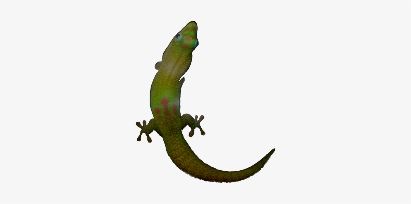 Day Gecko - - Phelsuma, transparent png download