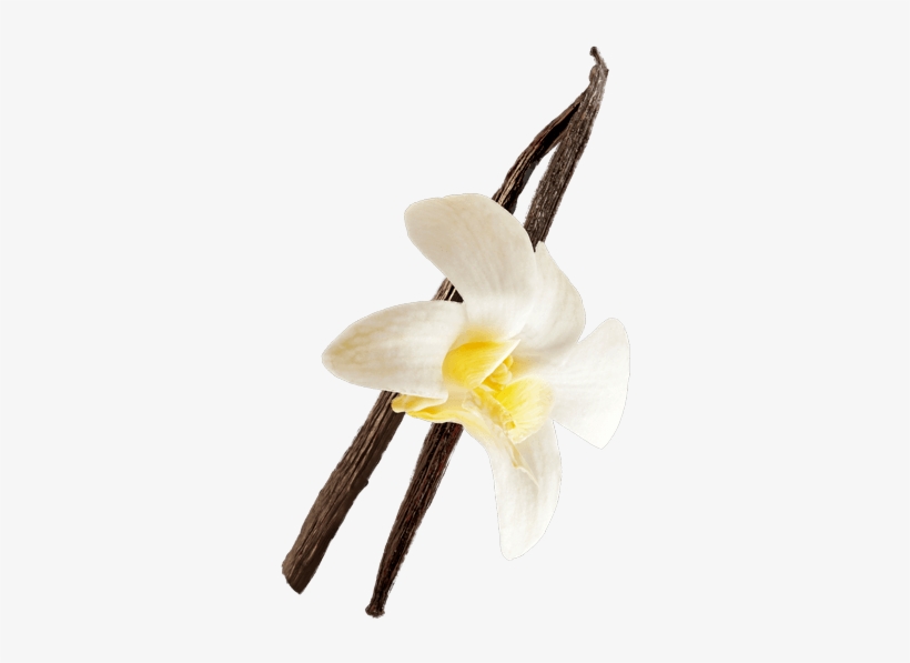 Vanilla - Lily, transparent png download