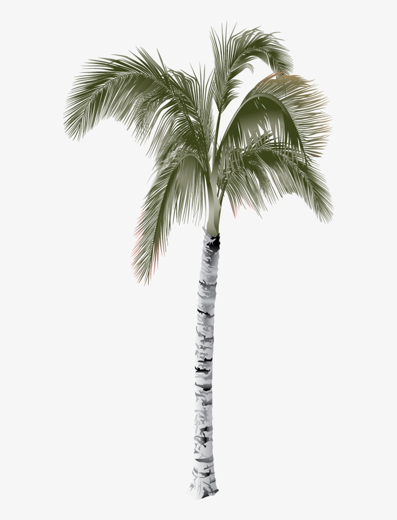 Parque Acuático - Palm Tree, transparent png download