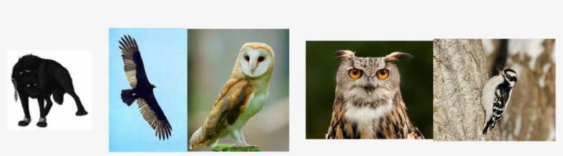 He Had Demon Eyes And Long Hair - Wood Brooch Owl - Bird Pin Barn Owl - Bird Brooch -, transparent png download