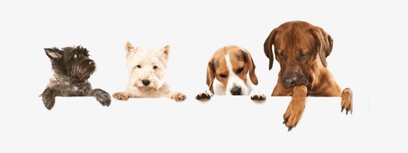 Dog-header - Cesar Savory Delights Rotisserie Chicken Flavor With, transparent png download