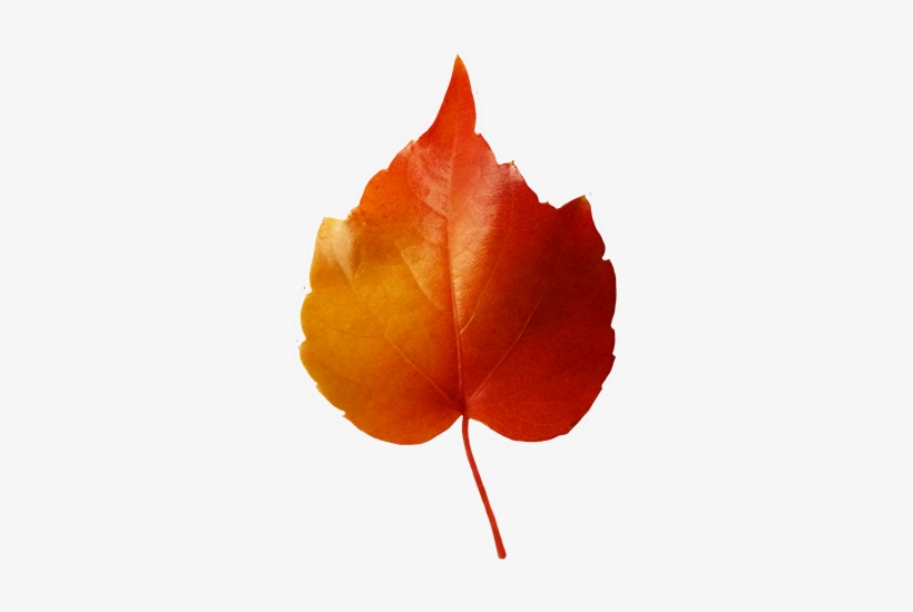 Leaves Clipart Small Leaf - Small Leaf Clipart, transparent png download