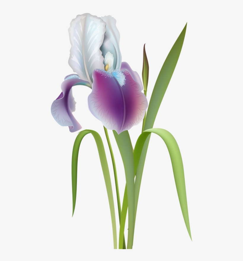 Content - Irises, transparent png download