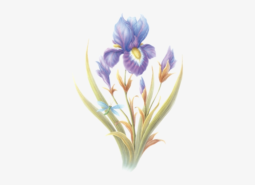 Page - Tulipa Humilis, transparent png download