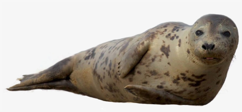 Seal Animal Png - Sea Seals Png, transparent png download