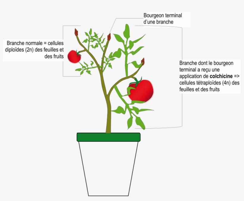 File - Tomate Colchicine - Svg - Wikimedia Commons, transparent png download