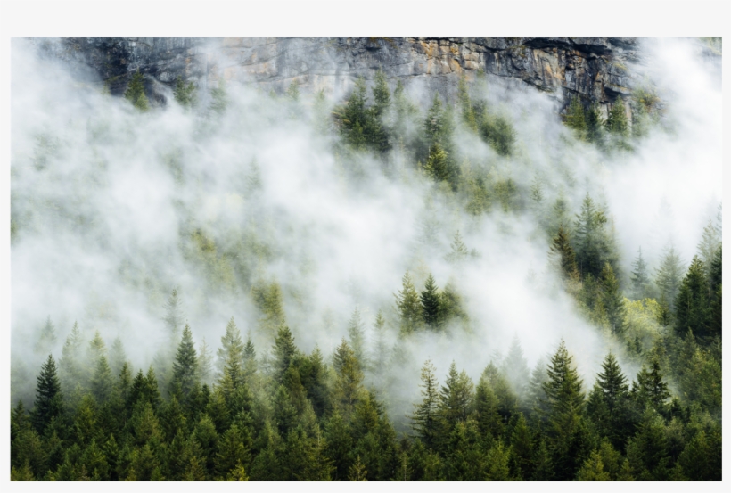 Trees Fog Clouds Rock Background Overlay - Shortleaf Black Spruce, transparent png download