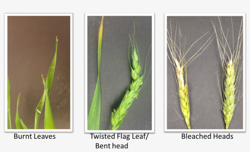 Freezing Temperatures Between Boot And Flowering May - Barley Frost Damage, transparent png download