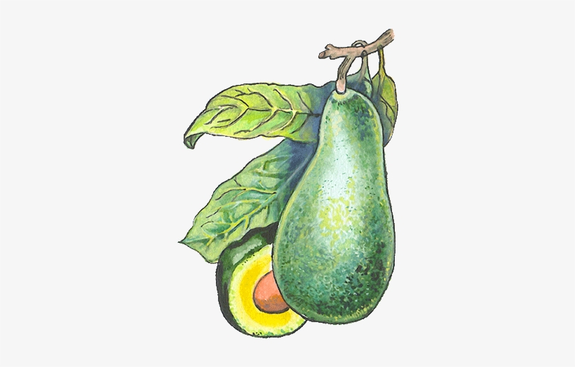 Diversidad Lingüística Características De La Planta - Donde Proviene El Aguacate, transparent png download