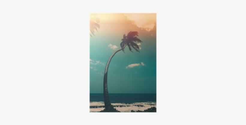 Coconut Palm Tree On Tropical Ocean Beach, Vintage - Photography, transparent png download
