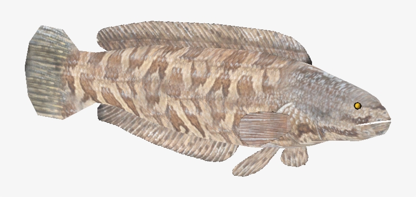 Northernsnakeheadcj - Cabezon (fish), transparent png download