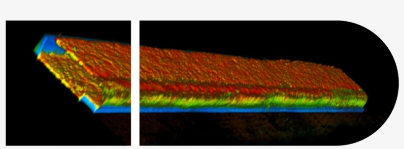 A Proximal Tubule Growing In An Organoplate - Kidney Organoplate, transparent png download