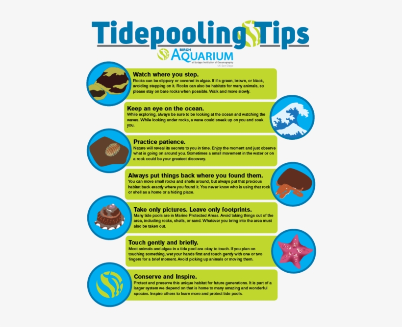 Birchaqmtidepoolingtips - Home Tide Pool Aquarium, transparent png download