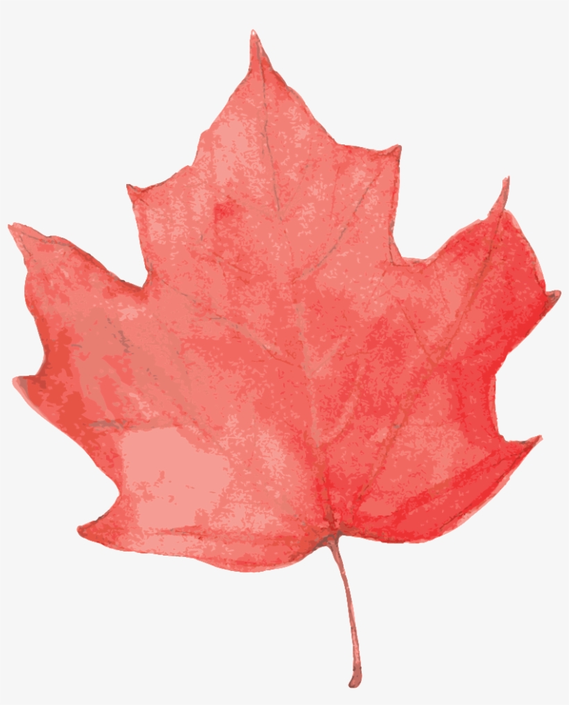 Water Red Maple Leaf Cartoon Transparent - 枫叶 素材, transparent png download