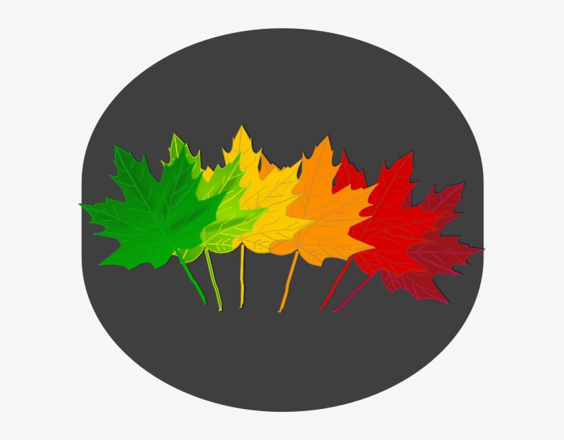 Maple Shades Clipart Png, transparent png download