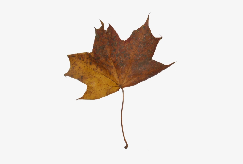 Autumn Maple Leaves - Maple, transparent png download
