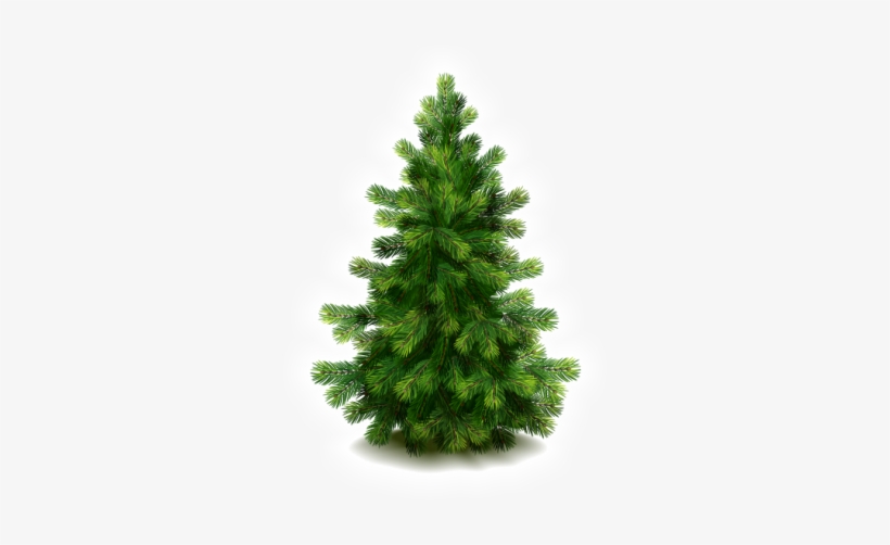 Fir-tree Png Image - Fir Tree Png, transparent png download