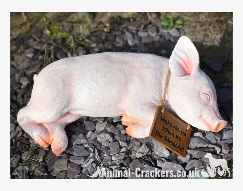 'wake Me Up When It's The Weekend' Sign Sleeping Pig - Domestic Pig, transparent png download