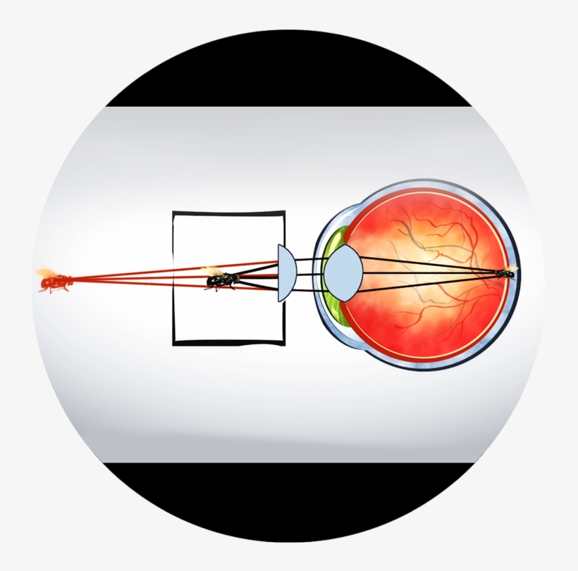 Ray Diagram Of Vr Headset, transparent png download