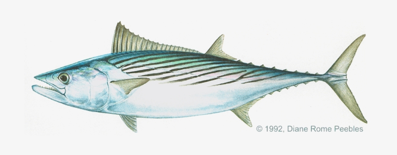 Bonito Atlantic Sarda Sarda - Atlantic Bonito, transparent png download
