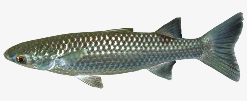 Mullet Species - Florida, transparent png download