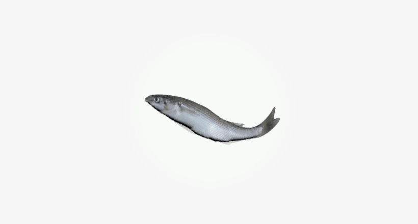 Mullet - Icon - Conger Eel, transparent png download