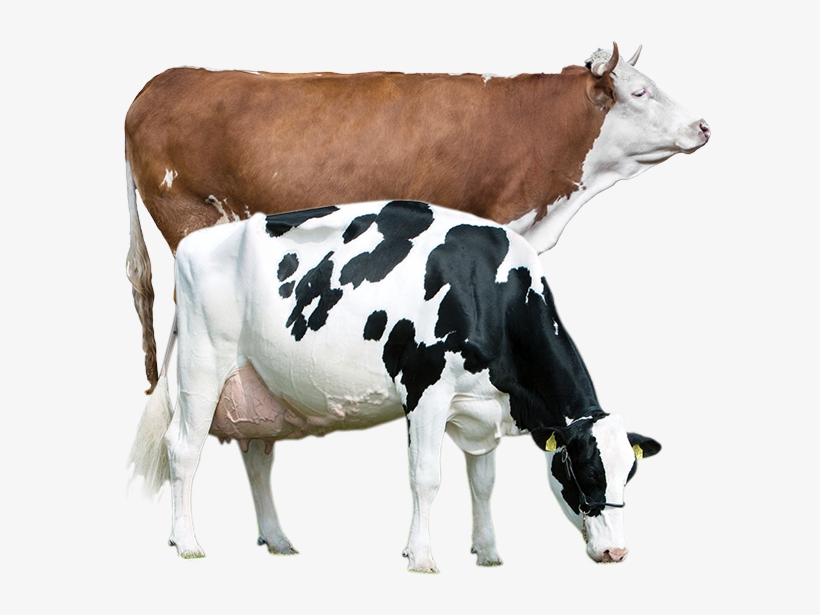 Productanimals Layout Cow Transparent - Blaarkop, transparent png download