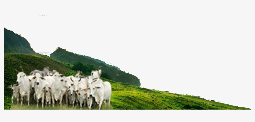 Dairy Cow, transparent png download
