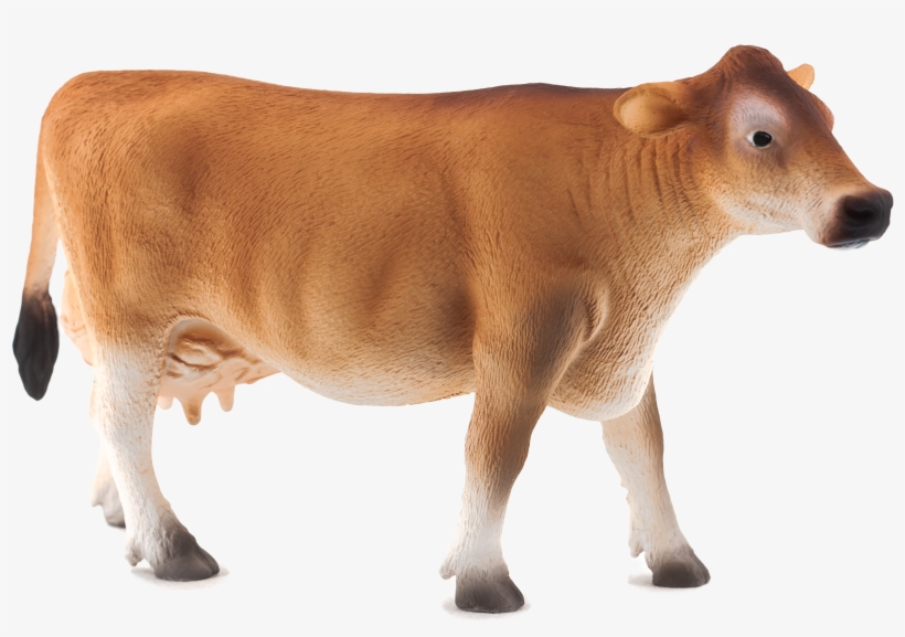 Indian Cow Png Images - Jarsi Cow, transparent png download