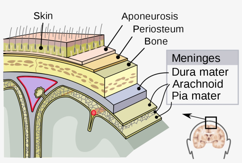 File - Meninges-en - Svg - Duramadre Aracnoides, transparent png download