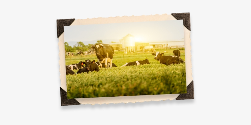 Cows - Cattle, transparent png download