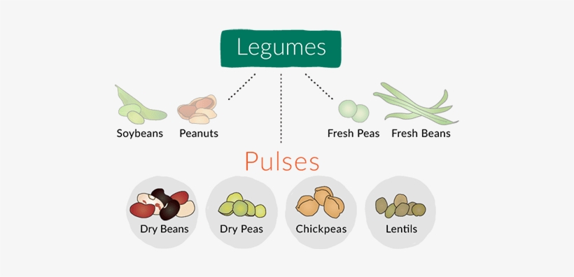 Manitoba Pulse & Soybean Growers - Legumes And Pulses Difference, transparent png download