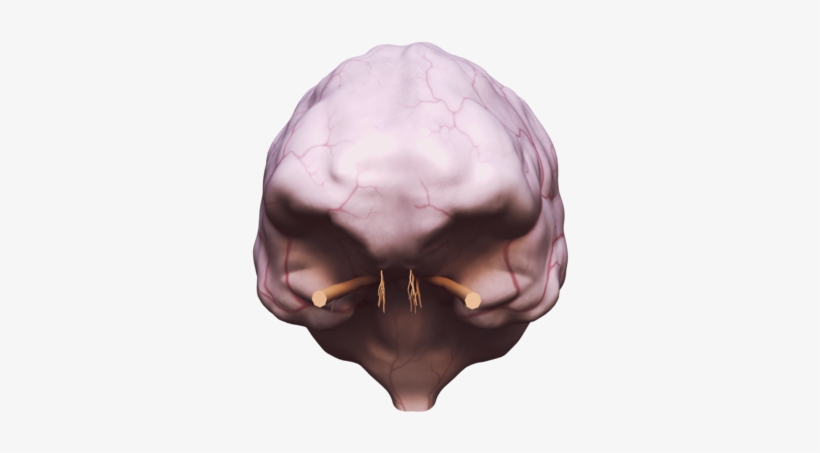 9303727, Brain With Dura Mater - Skull, transparent png download