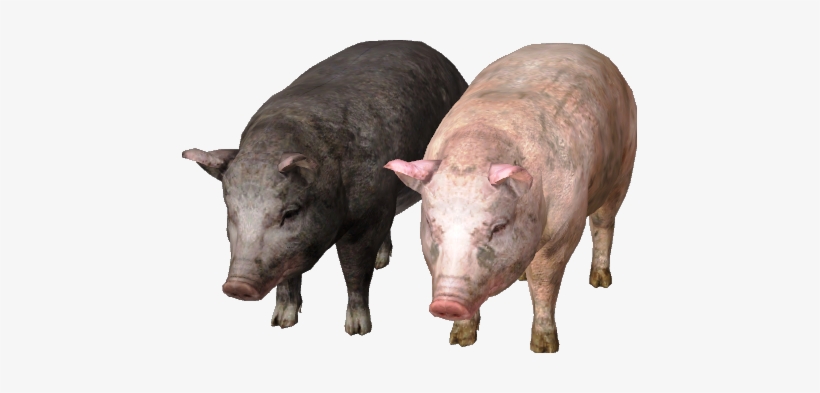 Pig Png, transparent png download