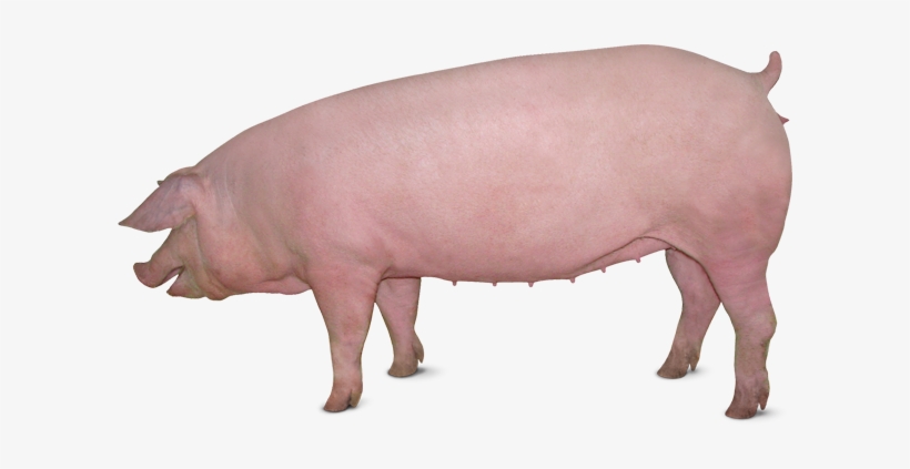 Fast - Large White Pig Female, transparent png download